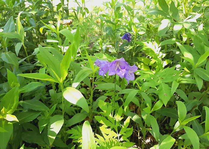 Malche Gaeste Und Tagungshaus 17 Lägenhet Bad Freienwalde